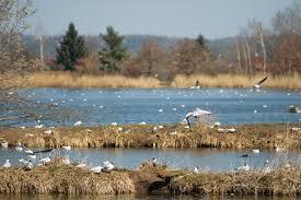 Vrbenske ponds
