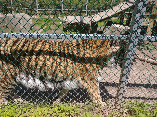Cherry Brook Zoo