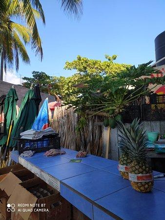 Brad's Split Coconut