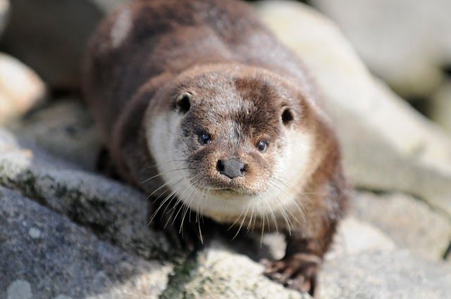 Het Lofoten-aquarium