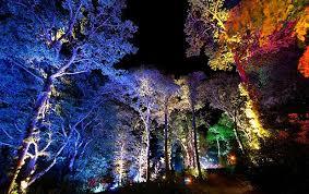 Enchanted Forest