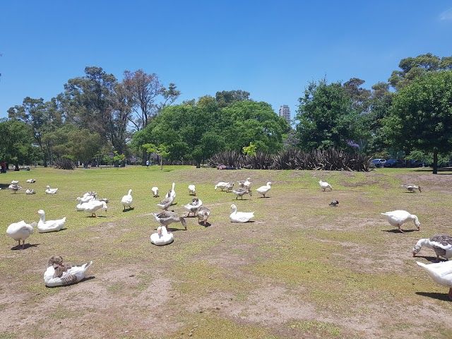 Lagos De Regatas De Palermo