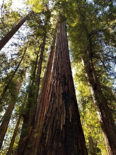 Armstrong Redwoods State Natural Reserve