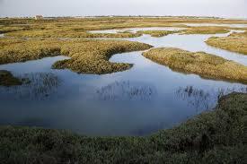 Reserve naturelle nationale de Lilleau des Niges