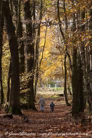Bois de Boissy