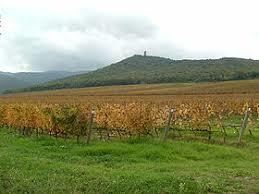 Bolgheri