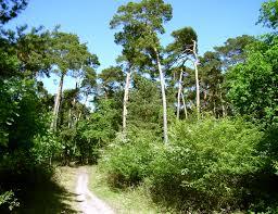 Lennebergwald