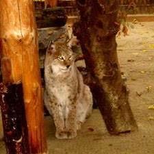 Wildtiergehege am Pohlberg