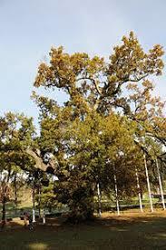 Calvos Oak