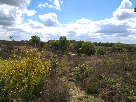 Mookerheide