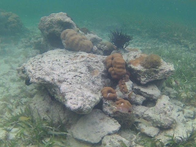 Kaio Natural Aquarium