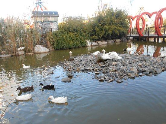 İskele Kazan