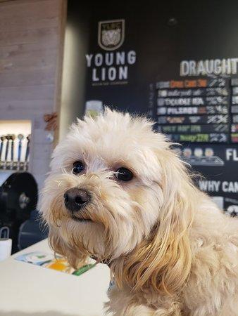 Young Lion Brewing Company