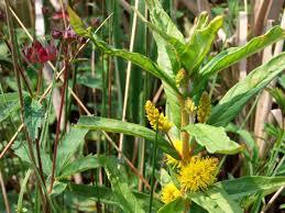Naturparkverwaltung Dromling