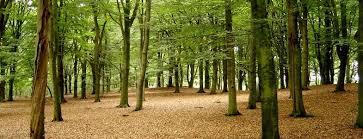 Landgoed Vilsteren B.V