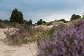 Mantingerveld