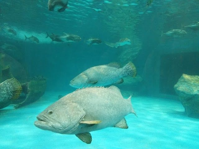 The Institute of Marine Science of Burapha University