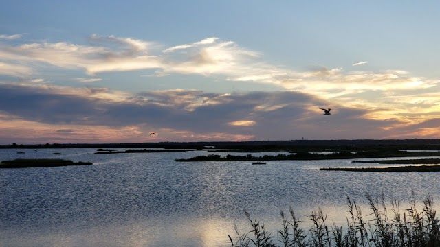 Edwin B. Forsythe National Wildlife Refuge