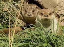 Centre De Fauna De Pont De Suert