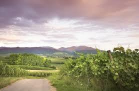 Winzerkeller Laufener Altenberg