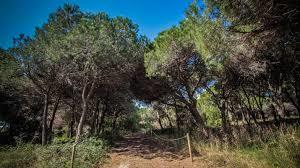 Pineda de Can Camins