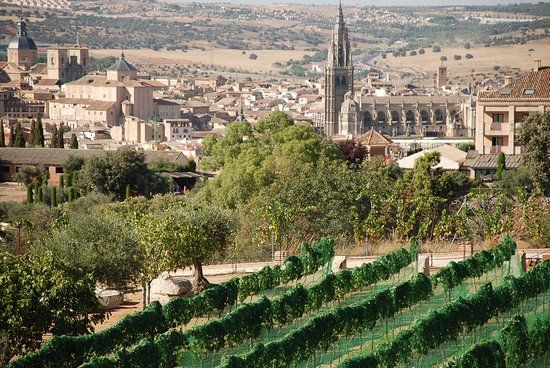 Vinedos Cigarral Santa Maria