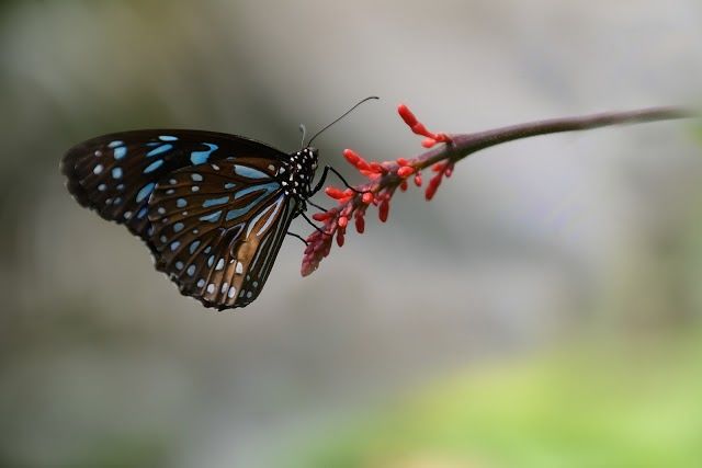 Papiliorama