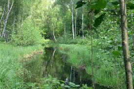 Krumme Lake
