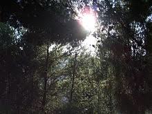 Pineta Marzini