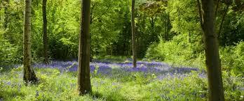 Trench Wood Butterfly and Nature Reserve
