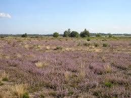Fenn's, Whixall & Bettisfield Mosses National Nature Reserve