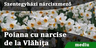 Nárciszmező
