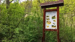 Csodabogyo tanosveny kilatoja