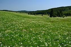 Horska louka u Haje