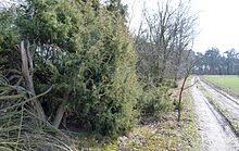 Hüttruper Heide