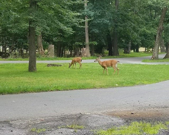 Fancher-Davidge Park
