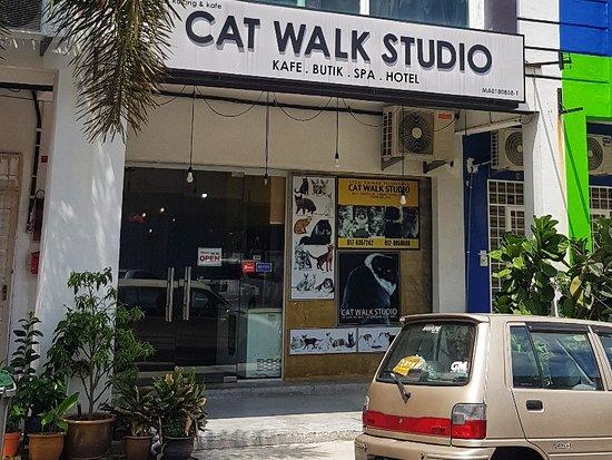 Cat Walk Studio