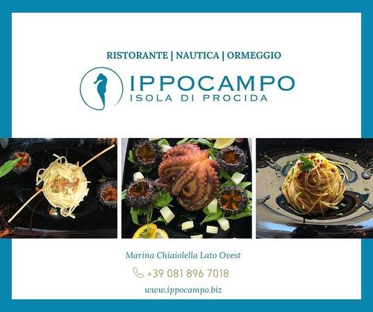 Ippocampo S.r.l