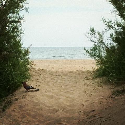 Strand von Eraclea