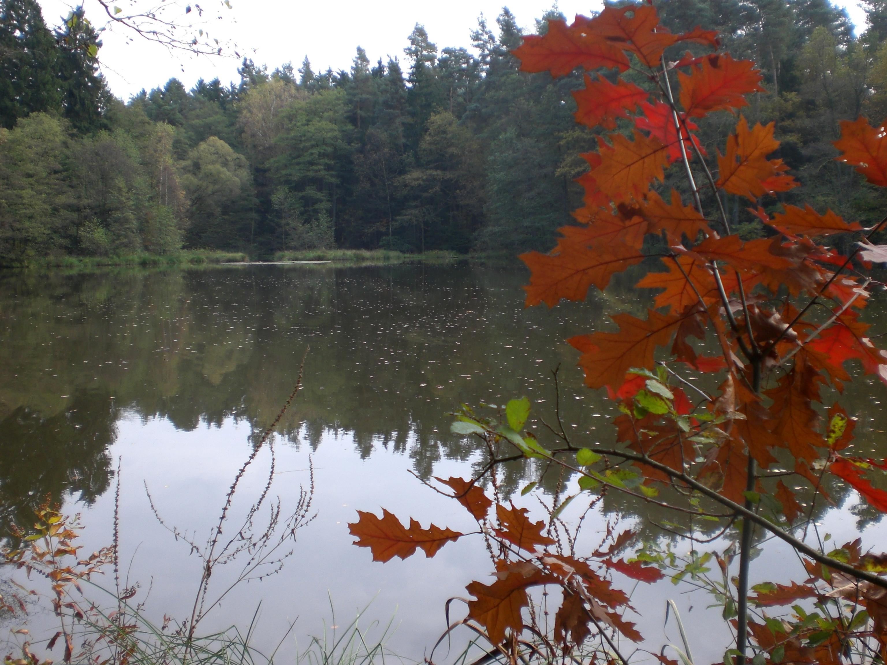 Eisweiher bei Fischbach