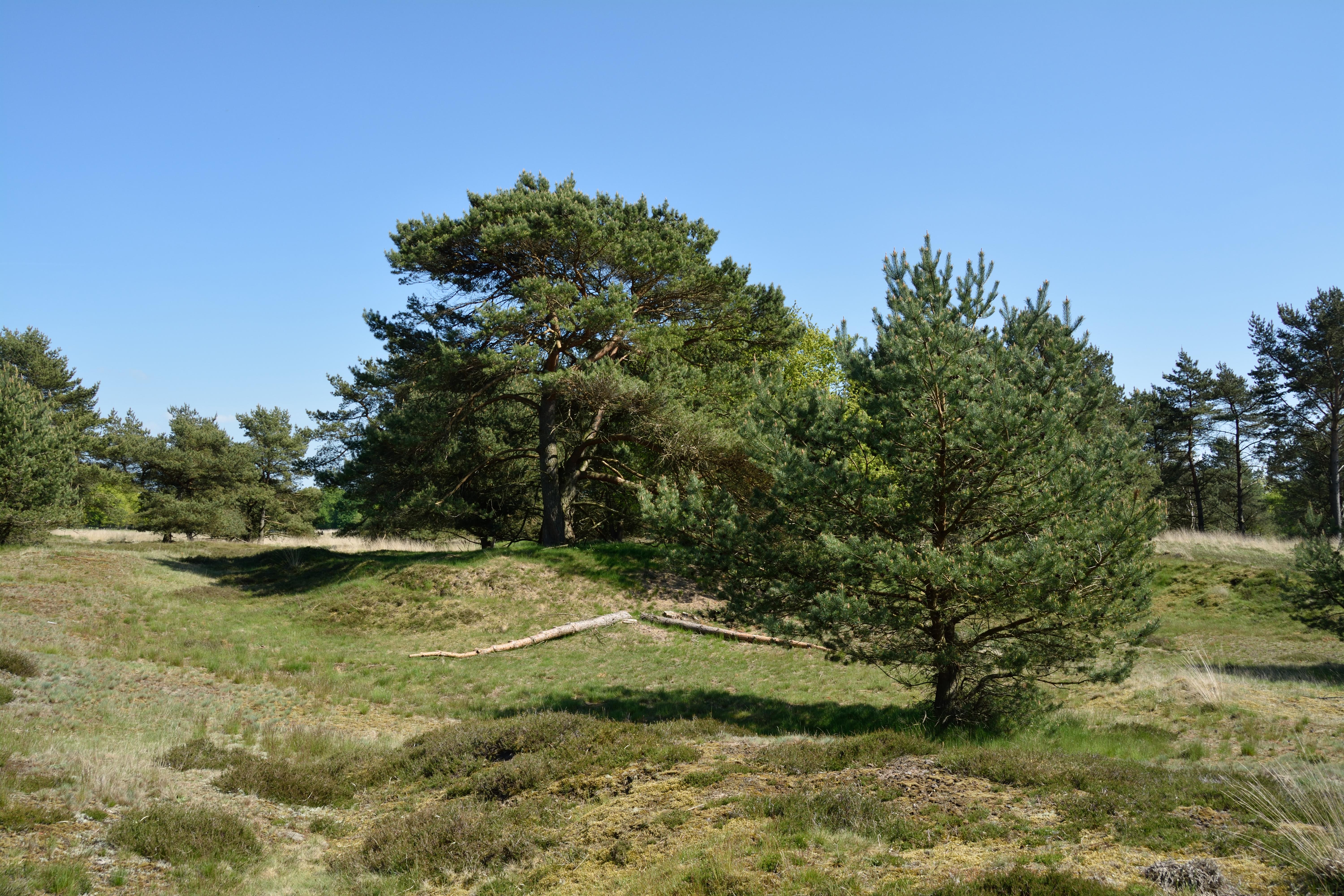 Barker Heide