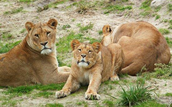 Northern Zoo