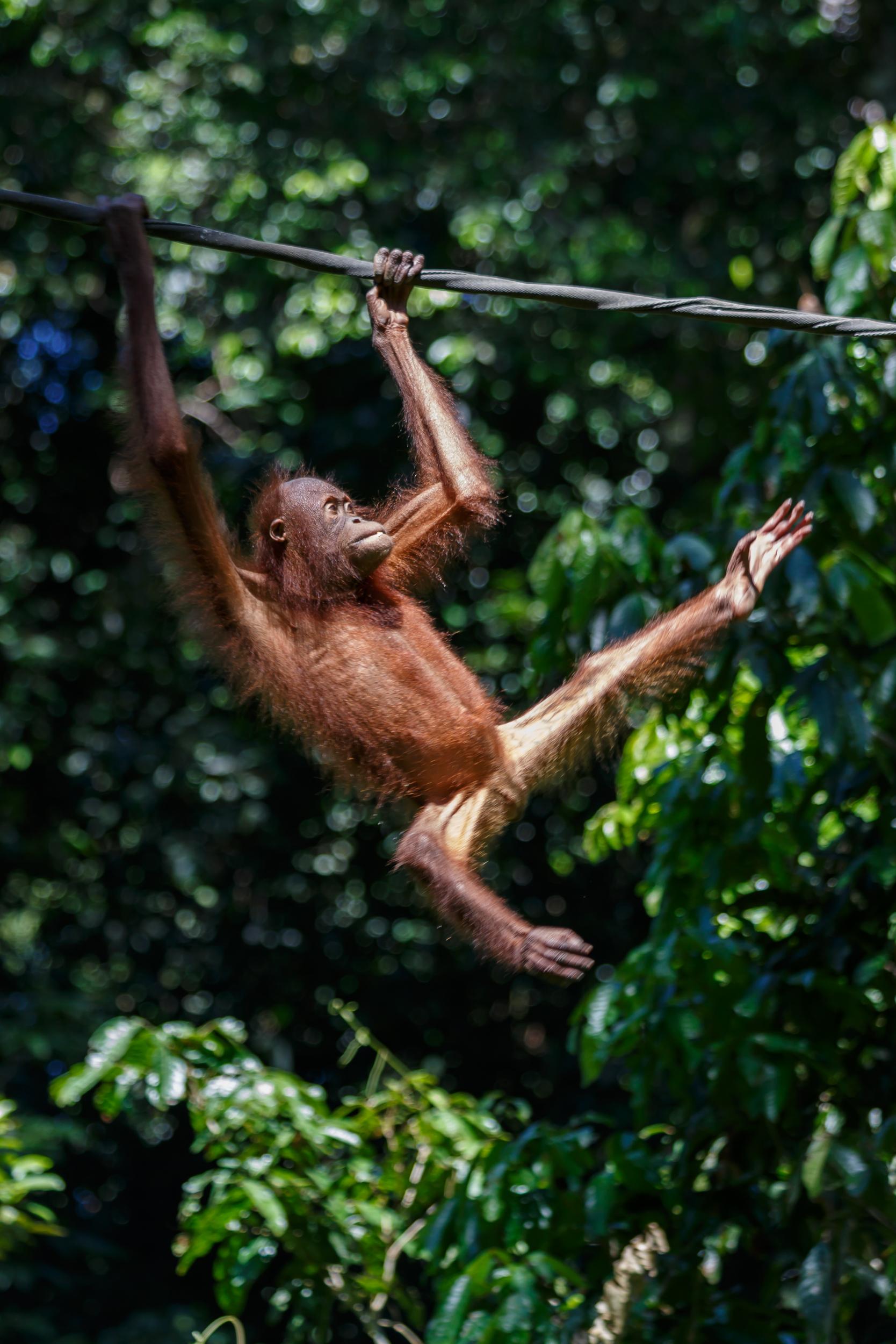 Sepilok Orang Utan Rehabilitation Centre