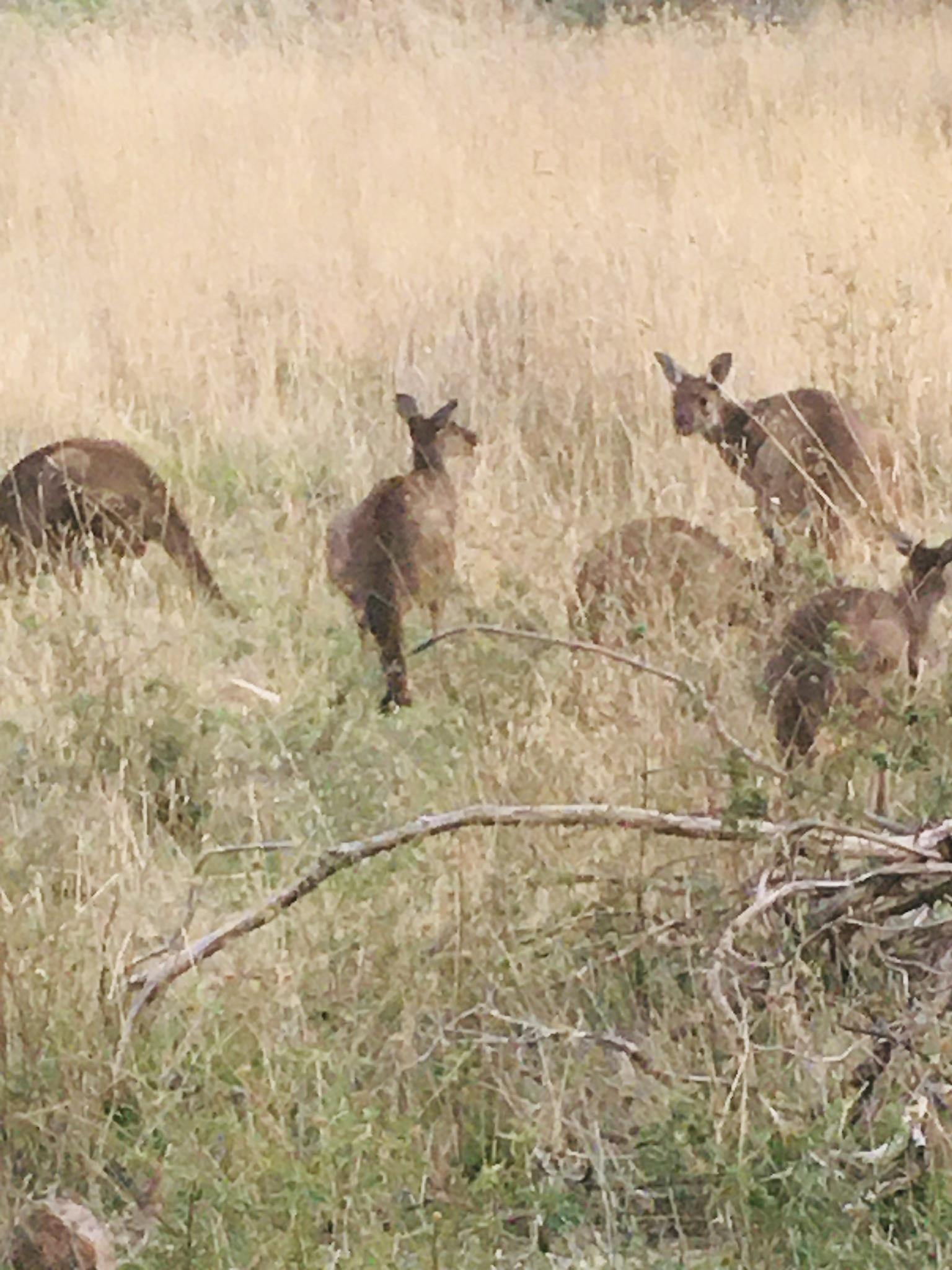 Anstey Hill Recreation Park