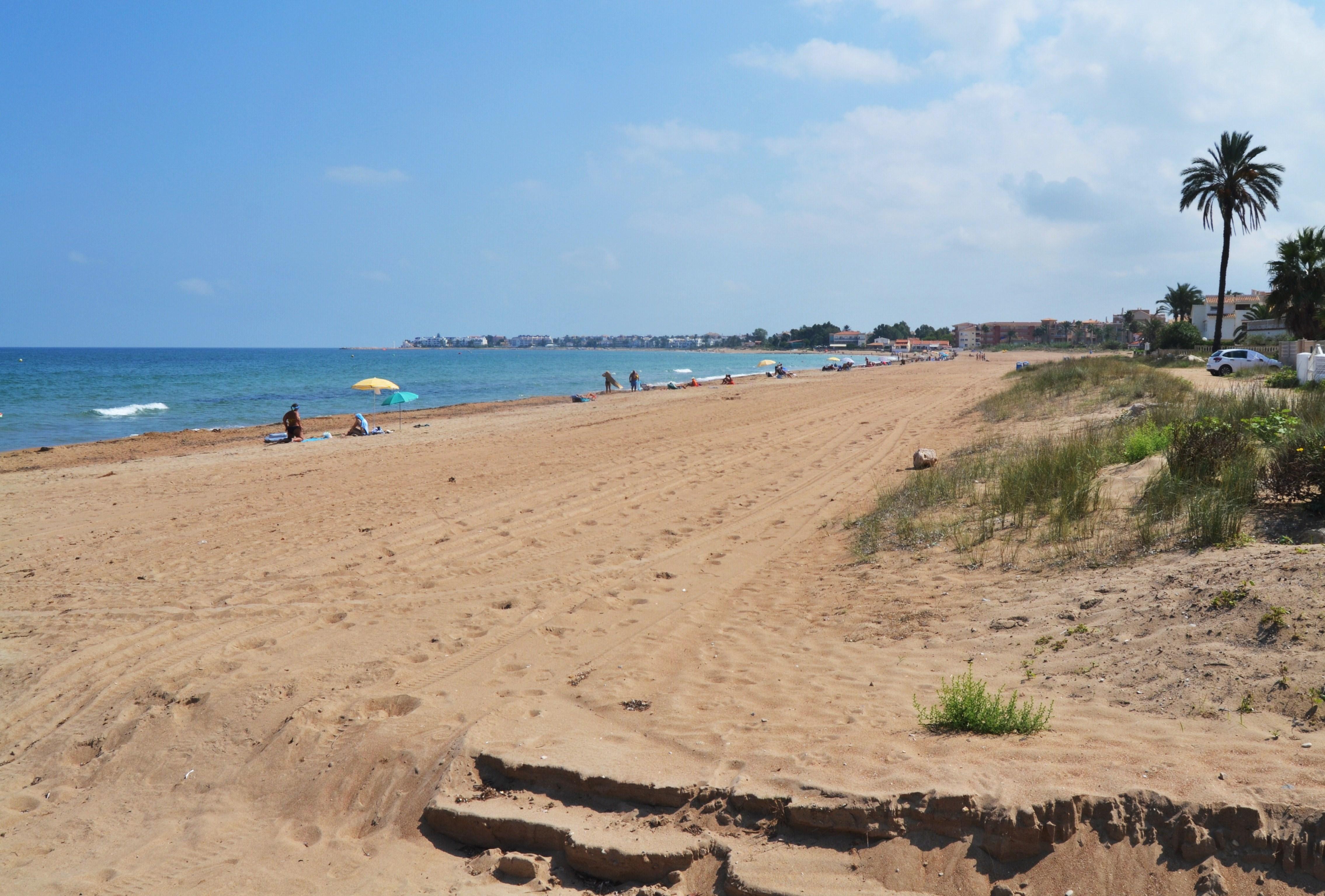 Molinos y Palmeras