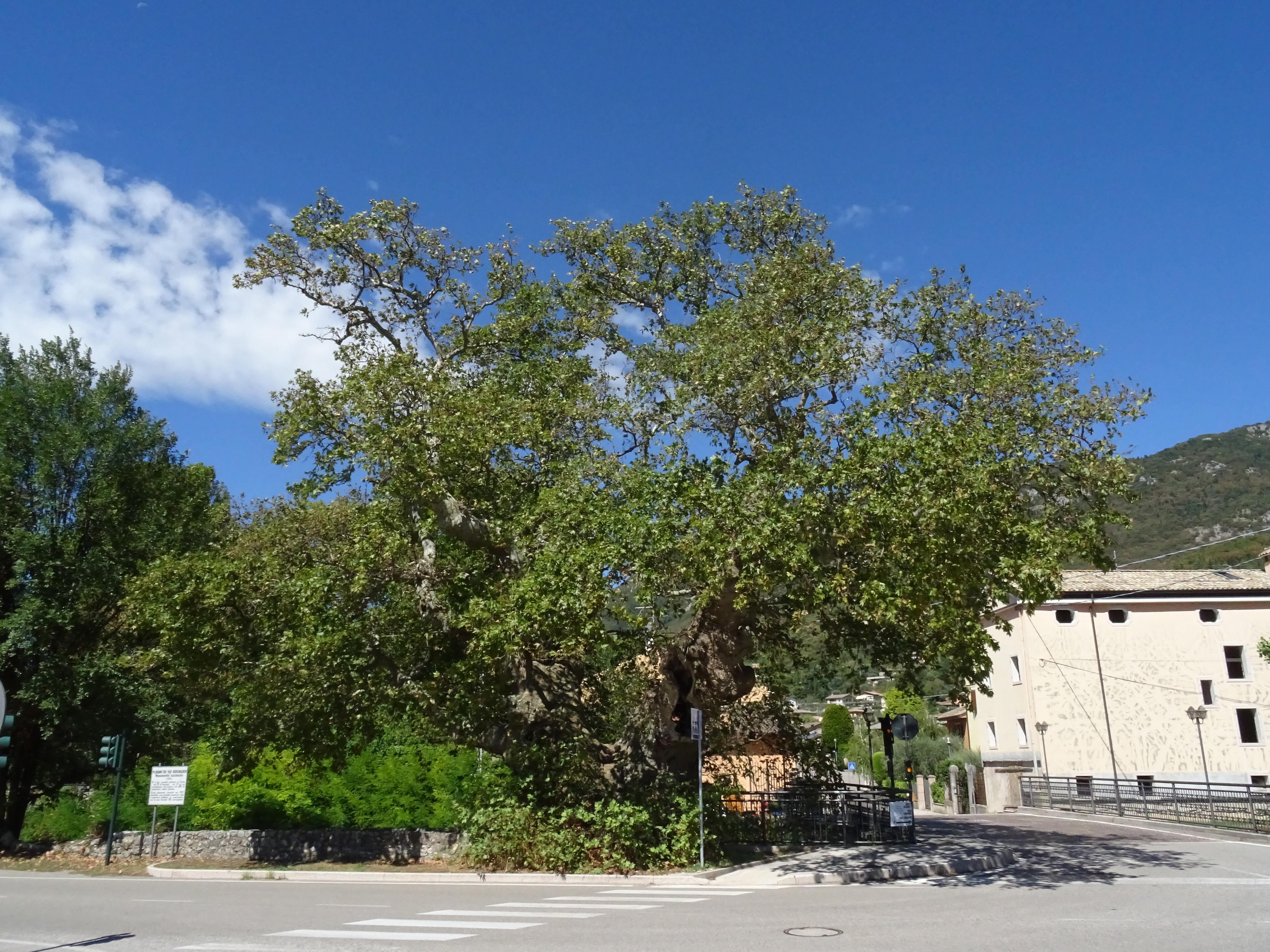 Platano dei 100 bersaglieri