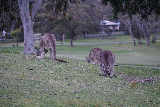 Anglesea Golf Club