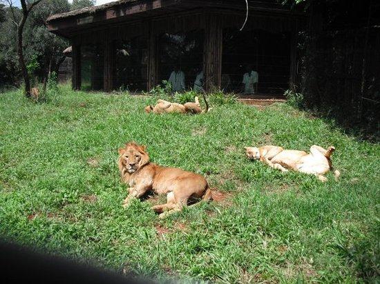 Nairobi Safari Walk