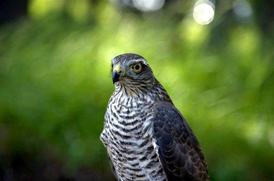 Dolomites Falconry
