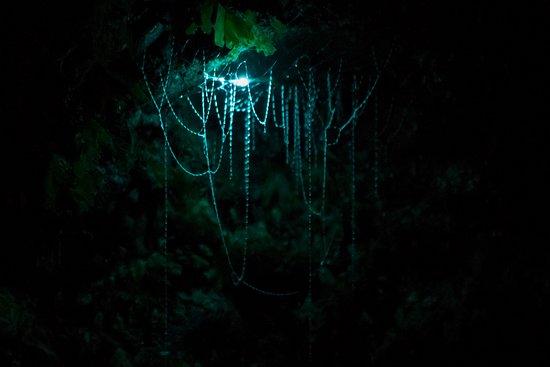 Glow Worm Dell